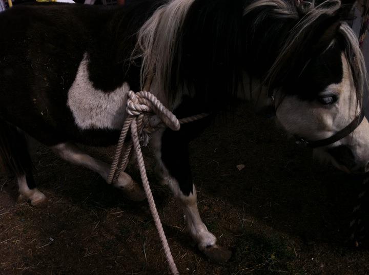 badpony.jpg