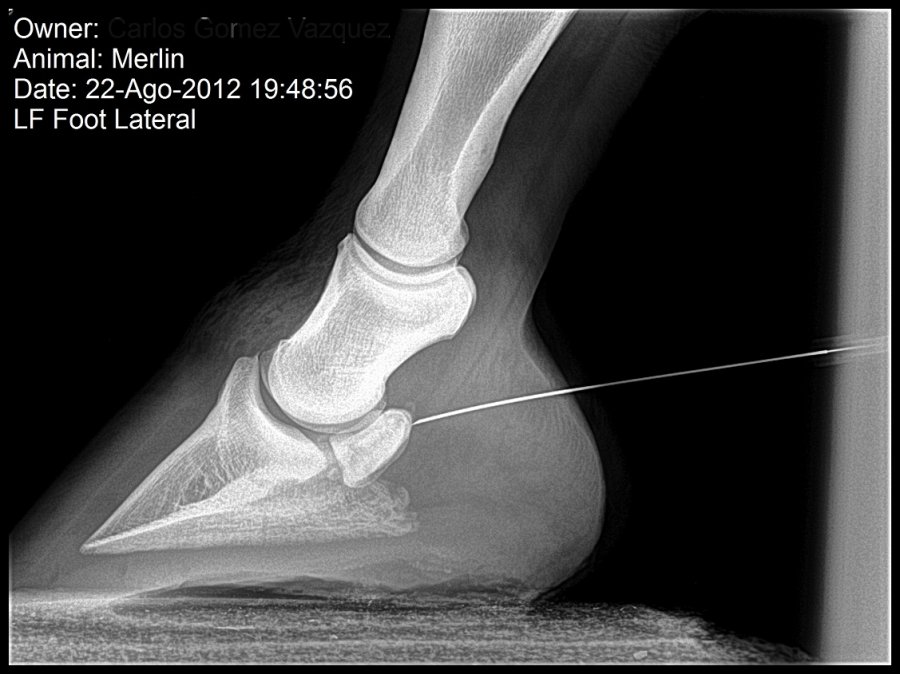 Carlos Gomez Vazquez.Merlin.6-22-Ago-2012.jpg