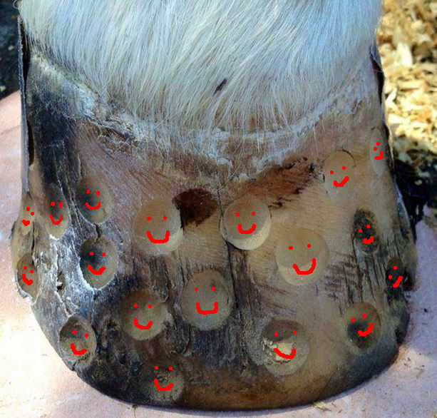 copi222.JPG