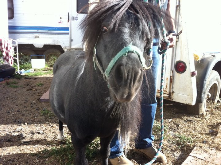 crazypony.jpg