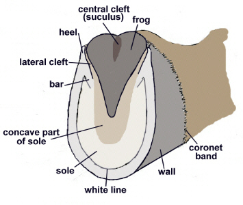 donkey#1.jpg