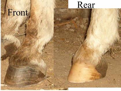 donkey#3.jpg