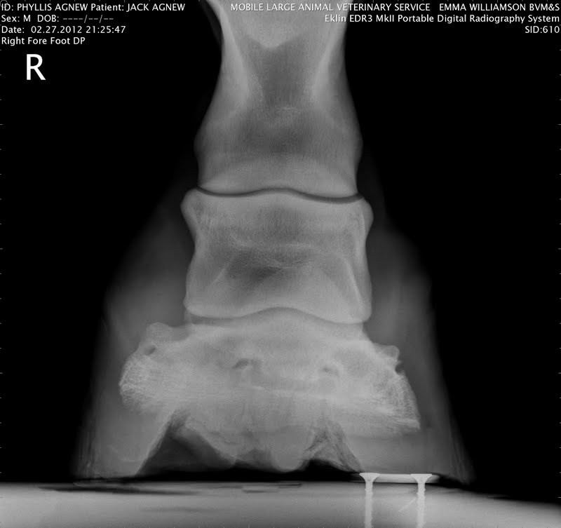 jack xray1.jpg