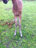 foal 3.JPG