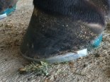 Hefner foot 3.jpg
