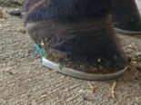 Hefner foot 6.jpg