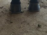 Hefner foot 7.jpg