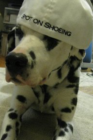 Spot On Shoeing