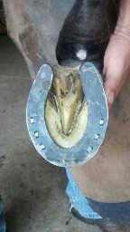 Zach's Horseshoeing